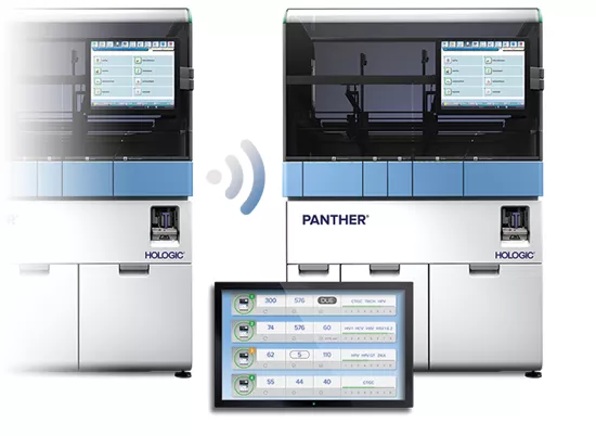 Panther Link mot vit bakgrund